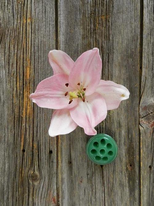 LIGHT PINK L.A. HYBRID LILIES